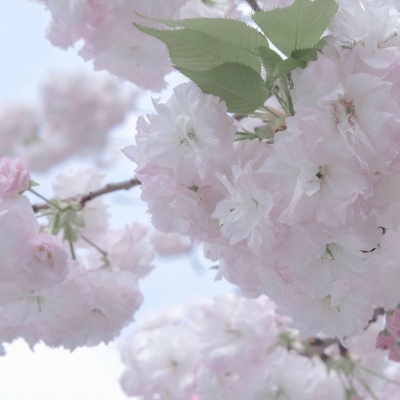 Furry绘画创意灵感福瑞交流群